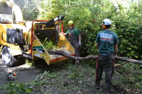 tree services Watkinsville